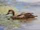 White-cheeked Pintail (Anas bahamensis) 