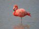 Greater Flamingo (Phoenicopterus ruber) 