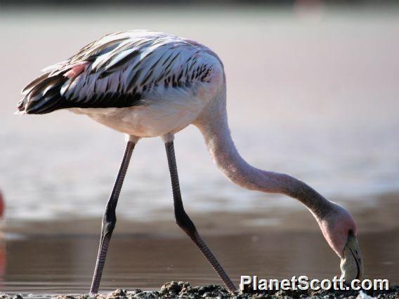 American Flamingo (Phoenicopterus ruber)