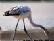 Greater Flamingo (Phoenicopterus ruber) Juvenile