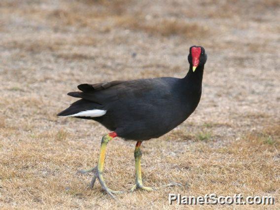 Common Gallinule (Gallinula galeata)