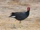 Common Moorhen (Gallinula chloropus) 