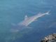 White Tipped Reef Shark (Triaenodon obesus) 