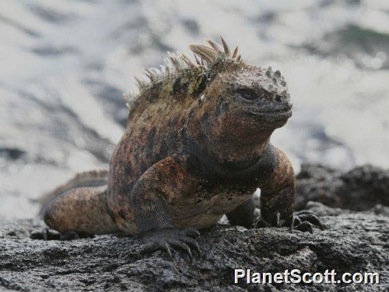 Galapagos Marine Iguana (Amblyrhynchus cristatus)