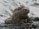 Galapagos Marine Iguana (Amblyrhynchus cristatus) 