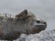 Galapagos Marine Iguana (Amblyrhynchus cristatus) with Small Ground Finch