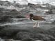 American Oystercatcher (Haematopus palliatus) 