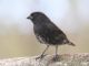 Small Ground-Finch (Geospiza fuliginosa) 