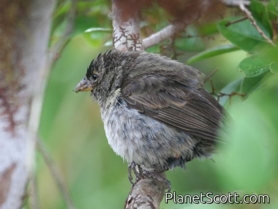 Small Ground-Finch (Geospiza fuliginosa)