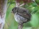 Small Ground-Finch (Geospiza fuliginosa)