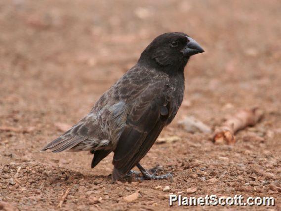 Medium Ground-Finch (Geospiza fortis)