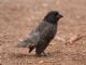 Medium Ground-Finch (Geospiza fortis) Male