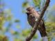 Medium Ground-Finch (Geospiza fortis) Female