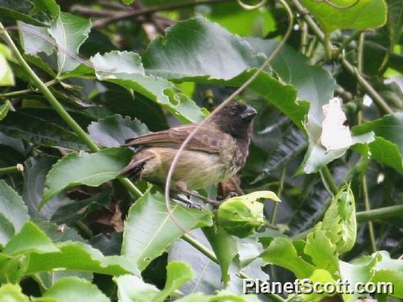 Vegetarian Finch (Platyspiza crassirostris)