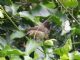 Vegetarian Finch (Camarhynchus crassirostris) 