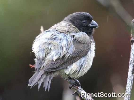 Small Tree-Finch (Camarhynchus parvulus)