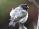 Small Tree-Finch (Camarhynchus parvulus) Male