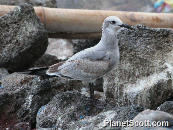 Laughing Gull (Leucophaeus atricilla)