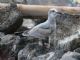 Laughing Gull (Larus atricilla) 