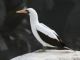 Nazca Booby (Sula granti) 