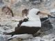 Nazca Booby (Sula granti) With Chick