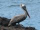 Brown Pelican (Pelecanus occidentalis) Galapagos ssp.