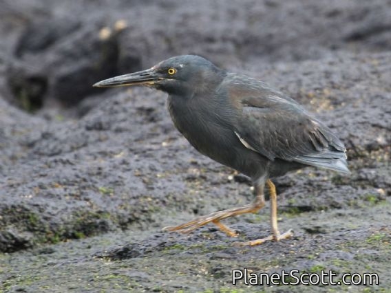 Lava Heron (Butorides sundevalli)