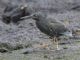 Galapagos Heron (Butorides sundevalli) 