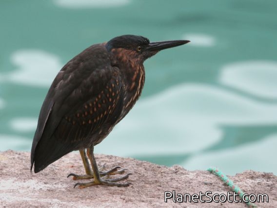 Lava Heron (Butorides sundevalli)