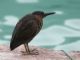 Galapagos Heron (Butorides sundevalli) 