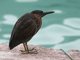 Galapagos Heron (Butorides sundevalli)