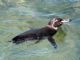 Galapagos Penguin (Spheniscus mendiculus) 