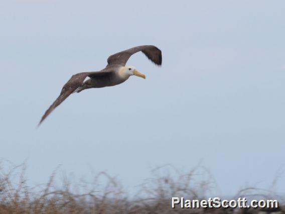 Waved Albatross (Phoebastria irrorata)