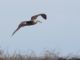 Waved Albatross (Diomedea irrorata) 