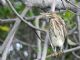 Striated Heron (Butorides striatus) 