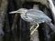 Lava Heron (Butorides sundevalli)