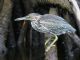 Striated Heron (Butorides striatus) 