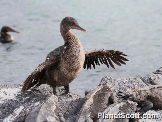 Flightless Cormorant (Nannopterum harrisi)