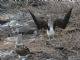 Blue-footed Booby (Sula nebouxii) 