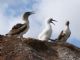 Blue-footed Booby (Sula nebouxii) 