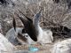 Blue-footed Booby (Sula nebouxii) 