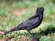 Red-winged Blackbird (Agelaius phoeniceus) Juvenile