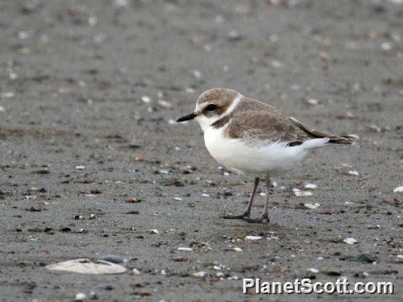 Snowy Plover (Anarhynchus nivosus)