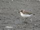 Snowy Plover (Charadrius alexandrinus) 