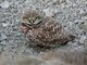 Burrowing Owl (Speotyto cunicularia)