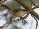 Hutton's Vireo (Vireo huttoni)