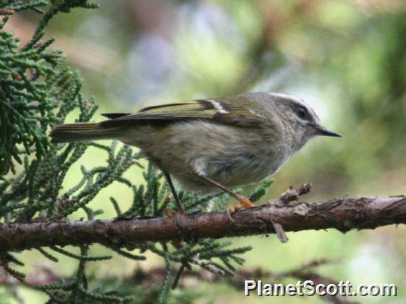 Golden-crowned Kinglet (Regulus satrapa)