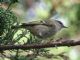 Golden-crowned Kinglet (Regulus satrapa) 