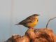 Western Meadowlark (Sturnella neglecta) 