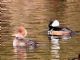 Hooded Merganser (Lophodytes cucullatus) 